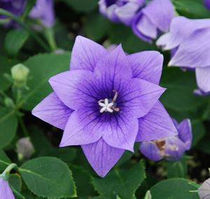 Balloon Flower 1 Gallon - Cofer's Home & Garden