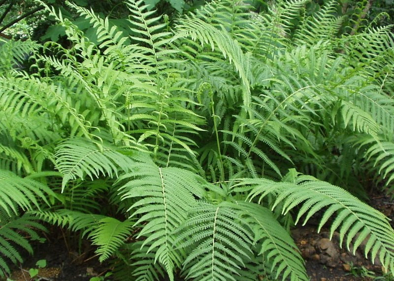 Fern Southern Shield