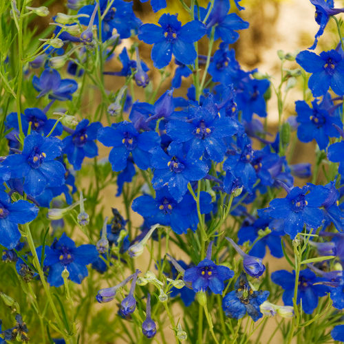 Delphinium 1 Gallon (9499) - Cofer's Home & Garden