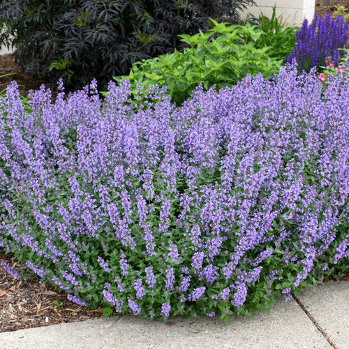Nepeta catmint 1 Gallon Cofer's Home & Garden