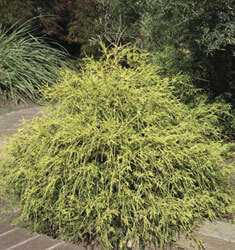 Chamaecyparis 'Paul's Gold' 2 Gallon Cofer's Home & Garden