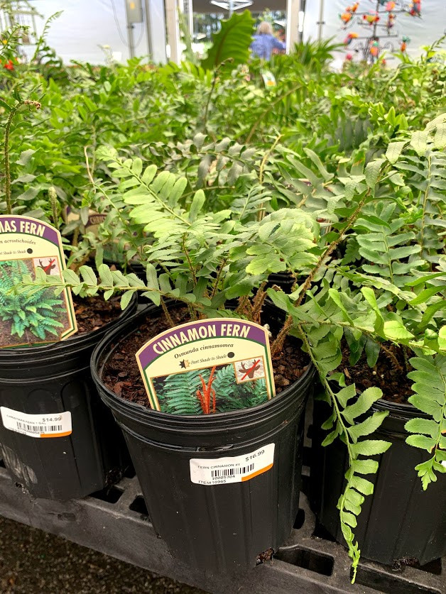 Fern 'Cinnamon' 1 Gallon Cofer's Home & Garden