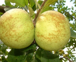 Apple 'Yellow Horse' 5 Cofer's Home & Garden