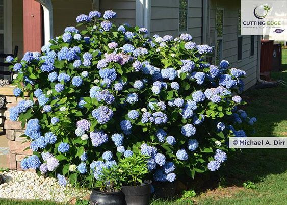 Hydrangea Azure Skies™ 3 Gallon - Cofer's Home & Garden