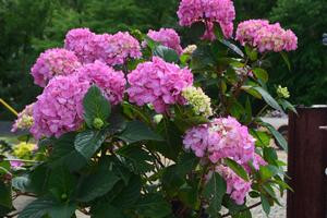 Hydrangea Rock 'n Roll™ 3 Gallon Cofer's Home & Garden