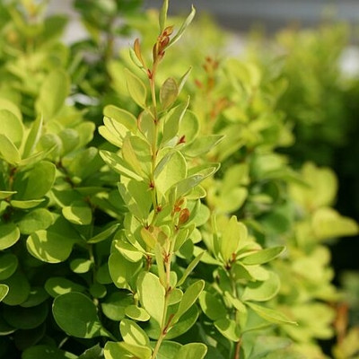 Barberry 'Golden Rocket' 3 Gallon - Cofer's Home & Garden
