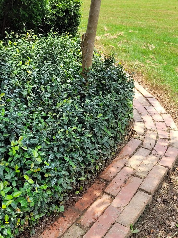 Asiatic Jasmine 3.5 Inch - Cofer's Home & Garden