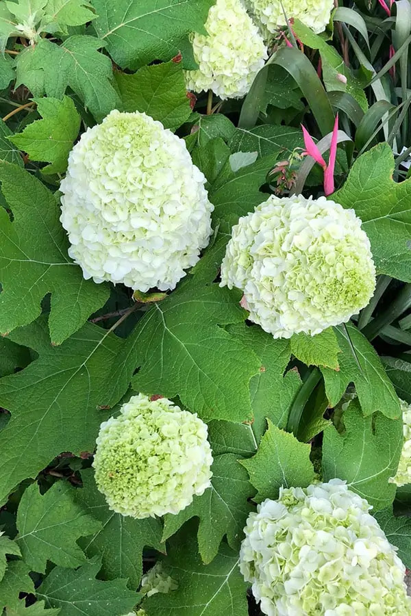 Hydrangea Tara® Oakleaf 3 Gallon Cofer's Home & Garden