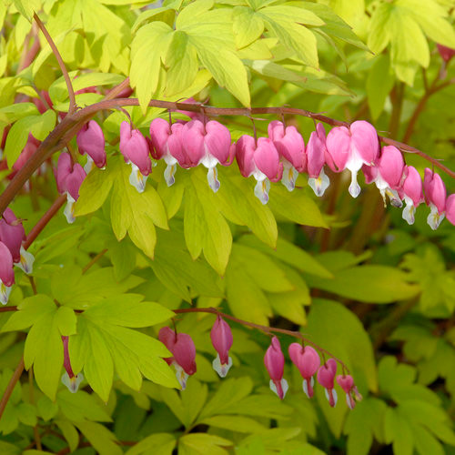 Dicentra Bleeding Heart Perennial - Cofer's Home & Garden