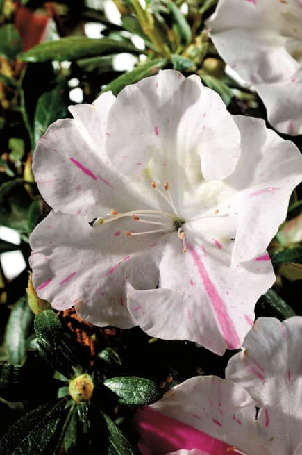 Encore® Azalea Autumn Starlite® #3 - Cofer's Home & Garden