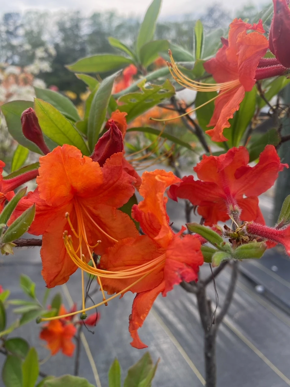 Azalea Native 'Robert E. Lee' 3 Gallon - Cofer's Home & Garden