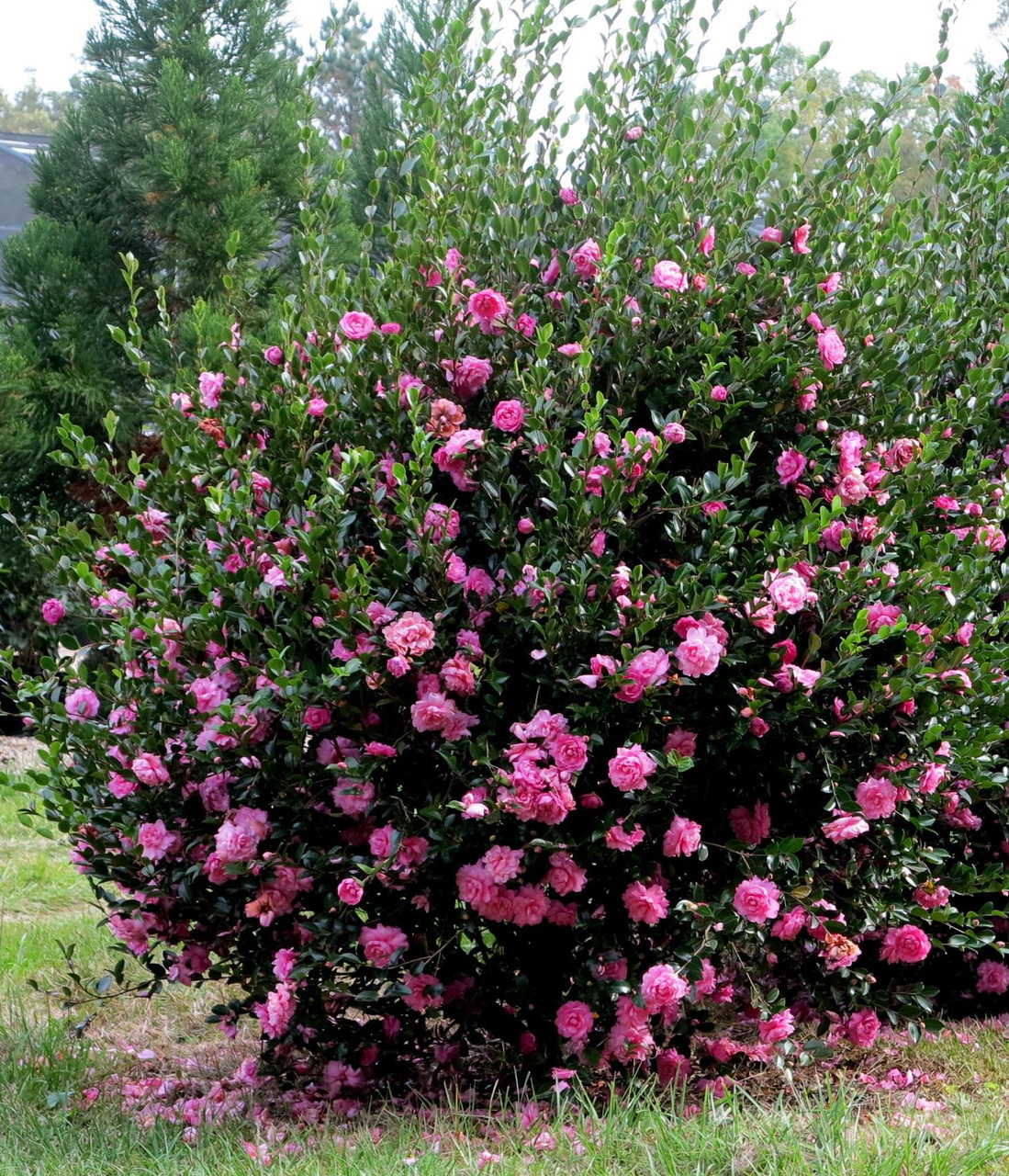 Camellia assorted #15 - Cofer's Home & Garden
