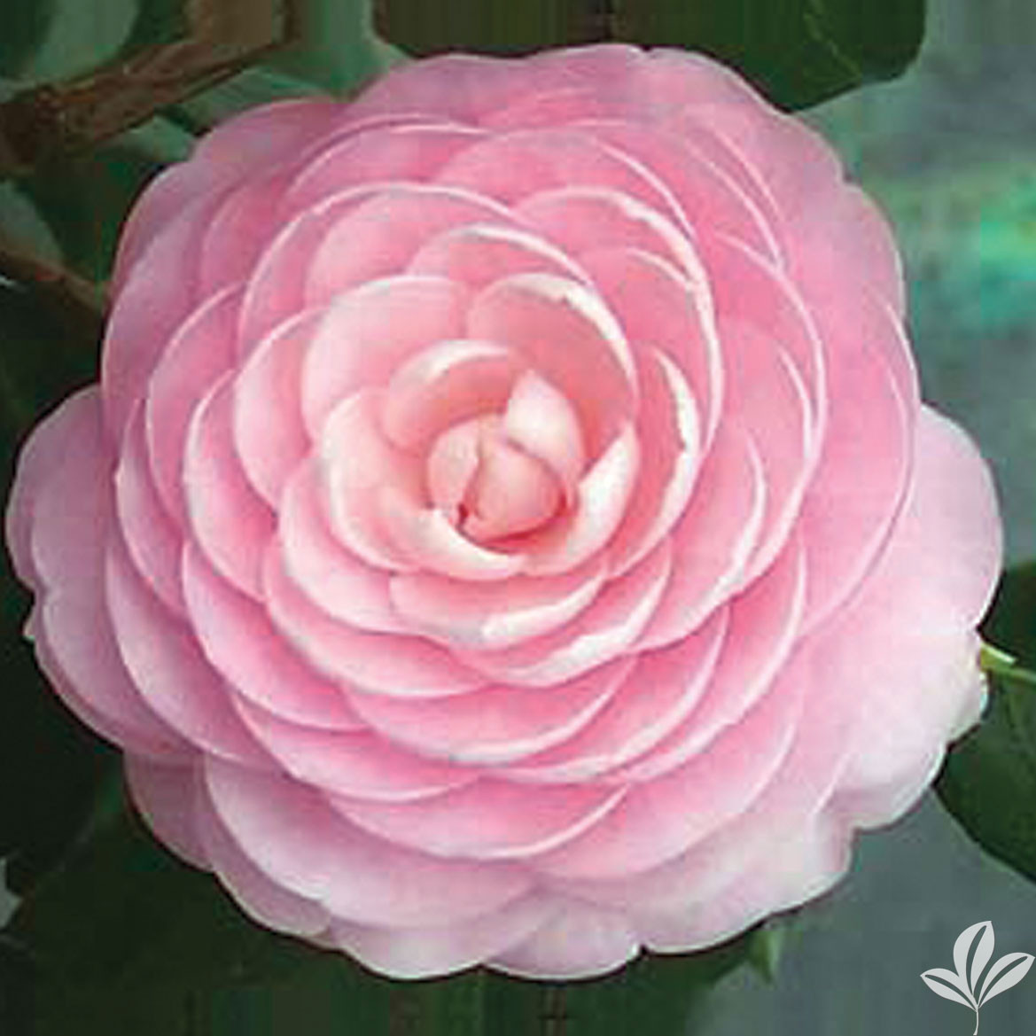 Camellia PINK PERFECTION 3 Gallon - Cofer's Home & Garden