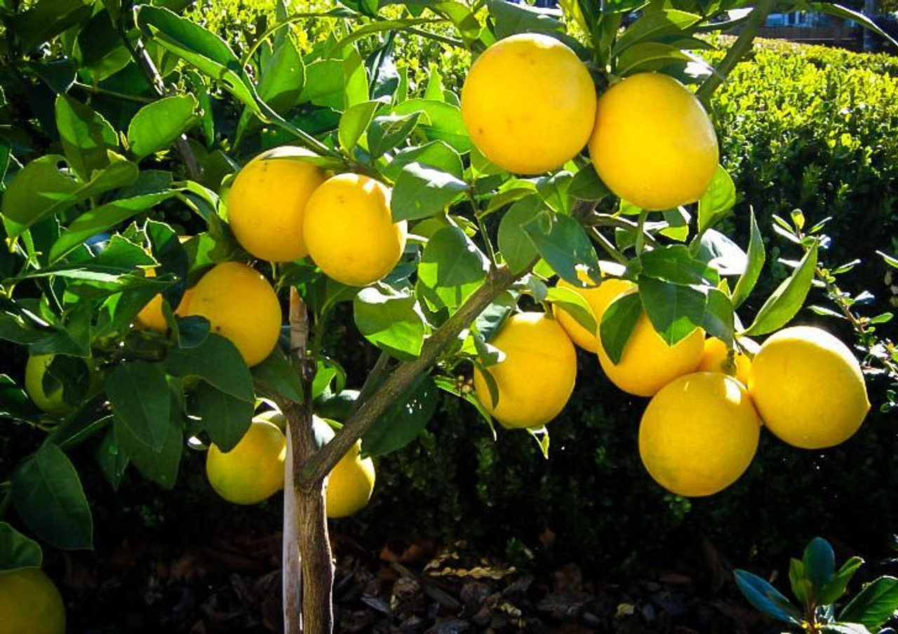 meyer lemon tree