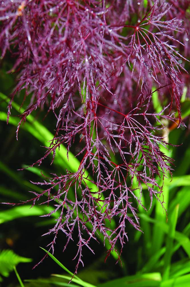 Japanese Maple 'Red Filigree Lace' 5 Cofer's Home & Garden