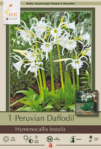 Peruvian Daffodil 1PP Cofer's Home & Garden