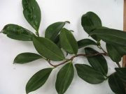 Camellia Corkscrew Egao 3 Gallon Cofer's Home & Garden