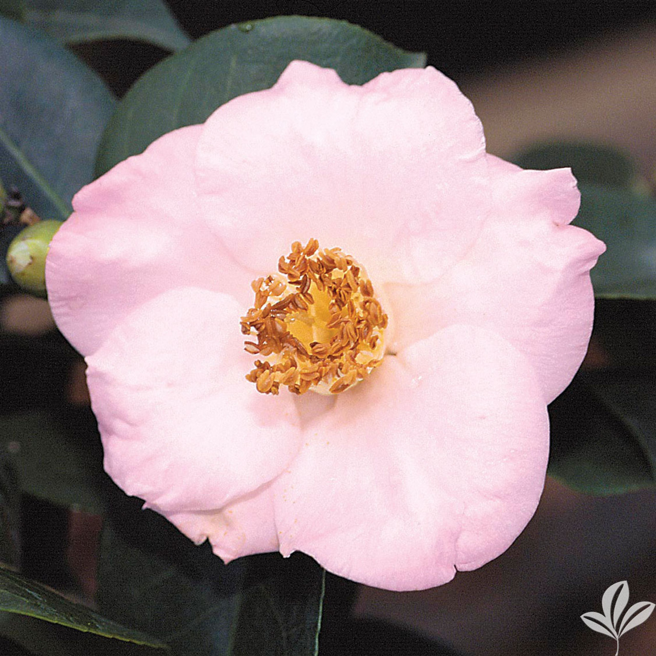Camellia Moonlight Bay 3 Gallon - Cofer’s Home & Garden