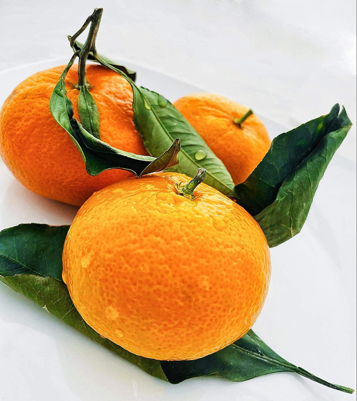 CITRUS SATSUMA MANDARIN 5 Cofer's Home & Garden