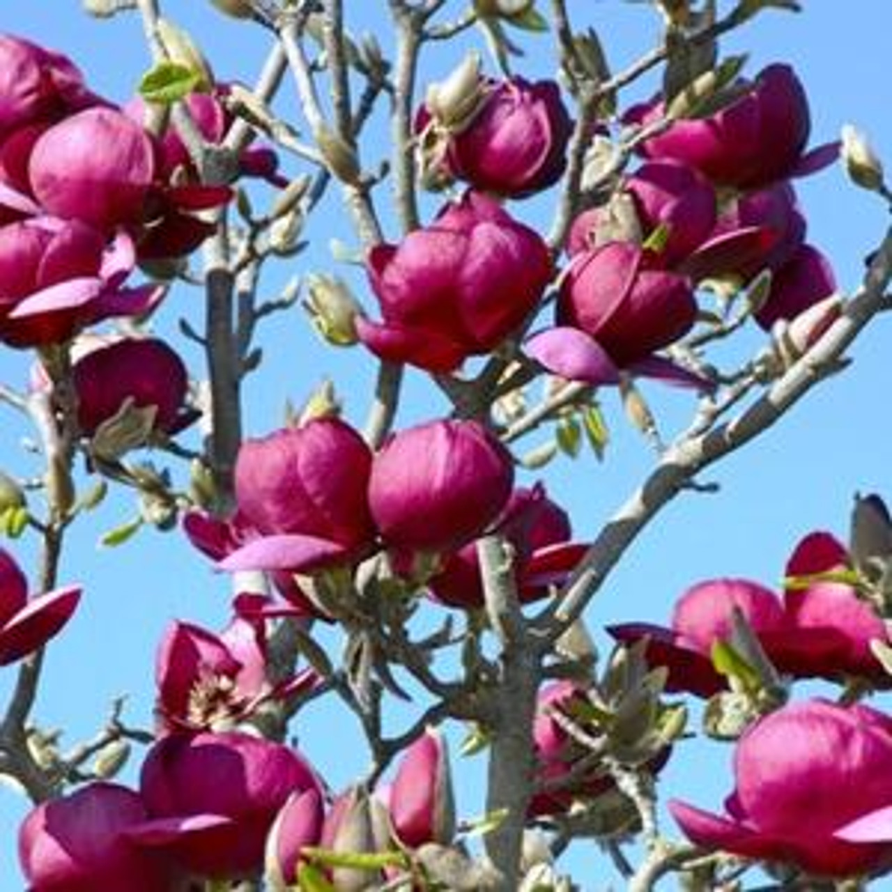 Saucer Magnolia ' Black Tulip' 5 Cofer's Home & Garden