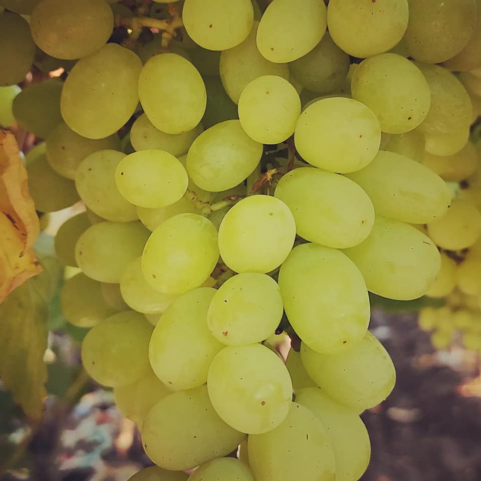 GRAPE THOMPSON SEEDLESS 3 Cofer's Home & Garden