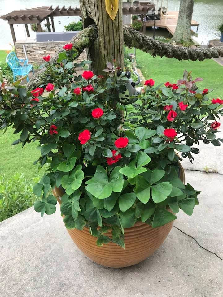 かおるこ　フェアローズ×2 Rose Petite Knock Out® 2 GALLON - Cofer's Home & Garden
