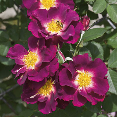 Rose Climbing 'Stormy Weather' WEEKS Cofer's Home & Garden