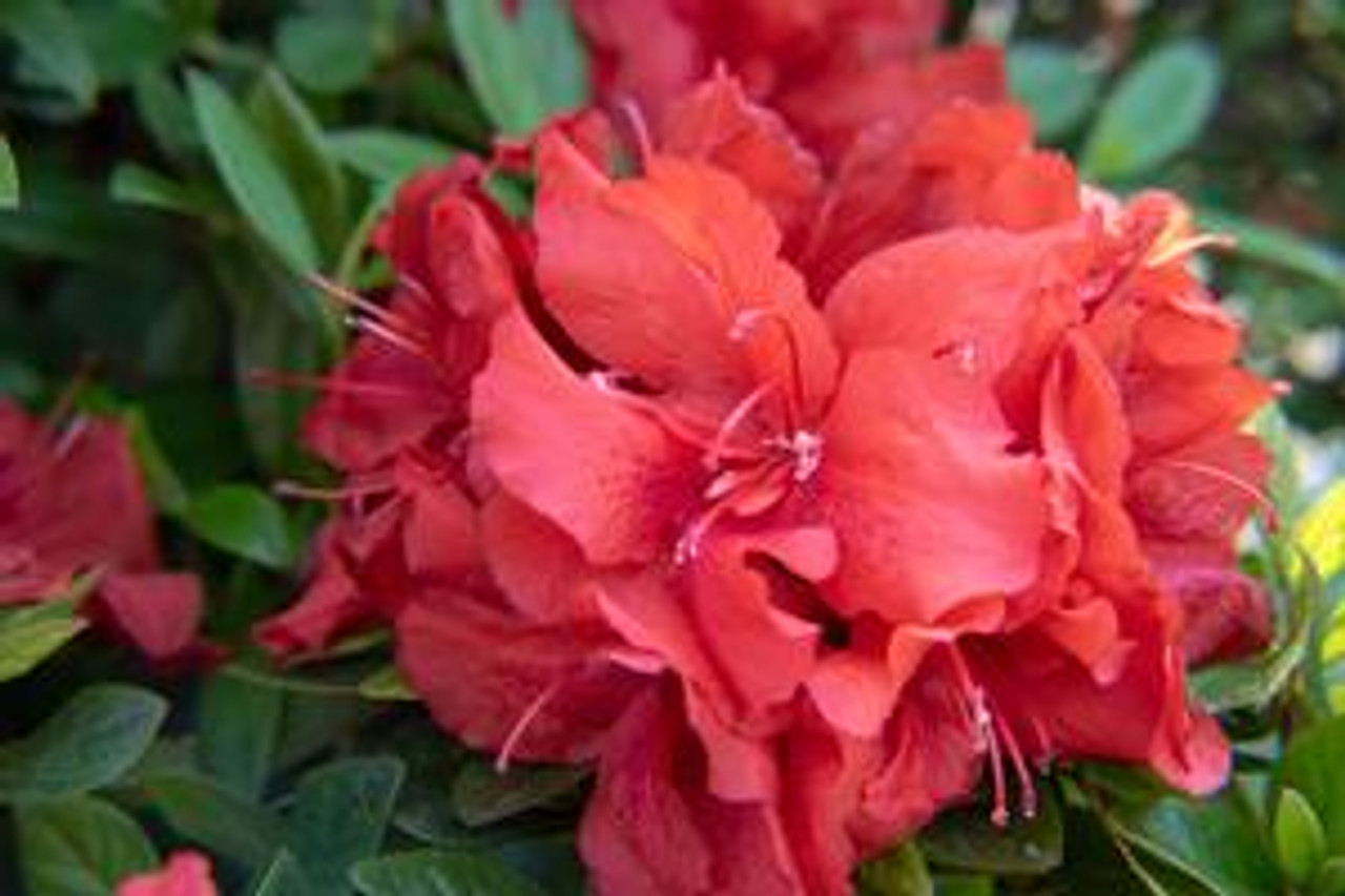 AZALEA Ruby Starburst™ 3 Cofer's Home & Garden