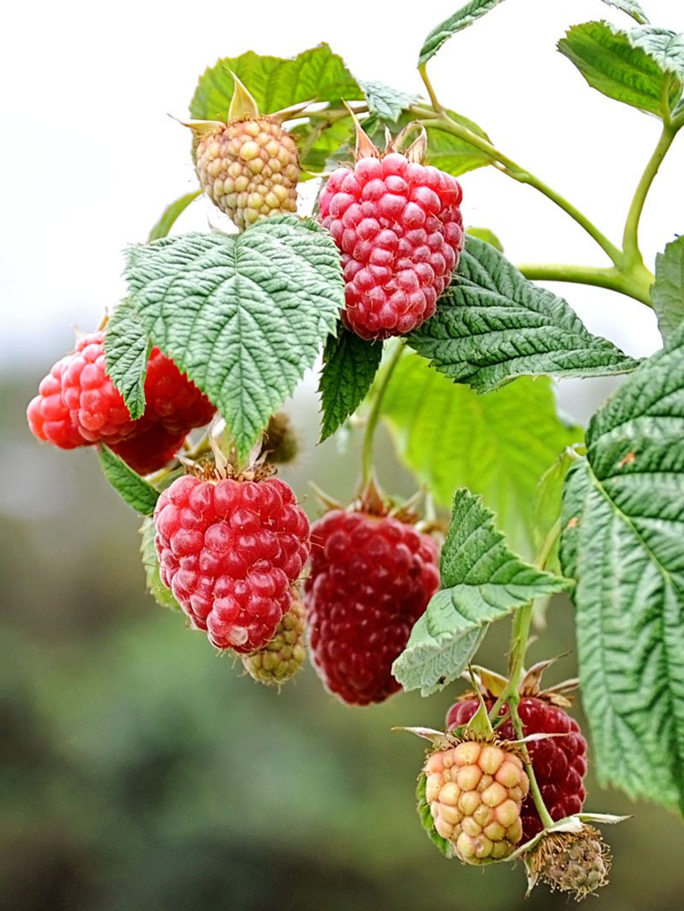 RASPBERRY MEEKER QT Cofer's Home & Garden