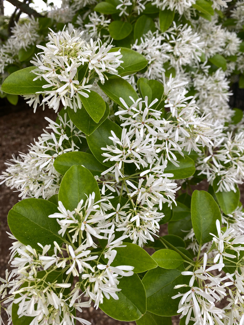 CHINESE FRINGE TREE 5 Cofer's Home & Garden