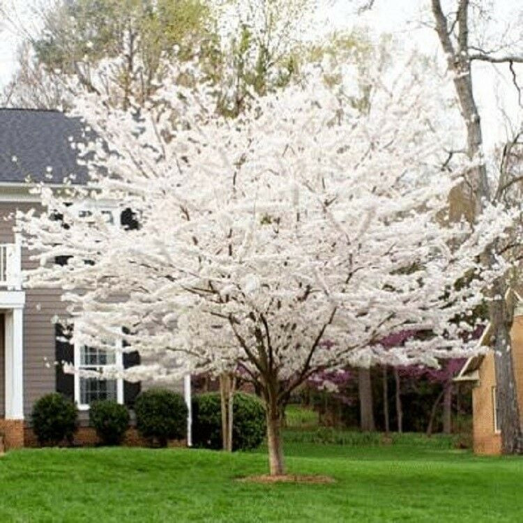 Cherry 'Yoshino' #15 - Cofer's Home & Garden