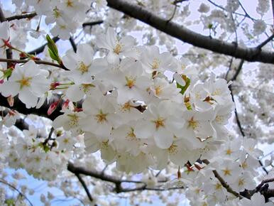 Cherry 'Yoshino' #15 - Cofer's Home & Garden