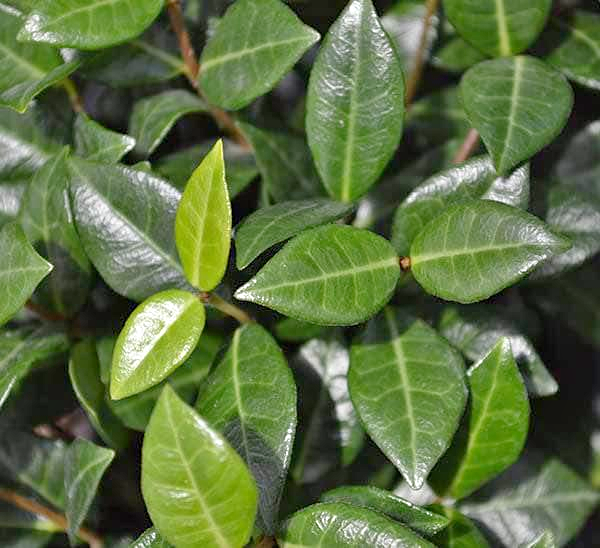 ASIATIC JASMINE QUART - Cofer's Home & Garden
