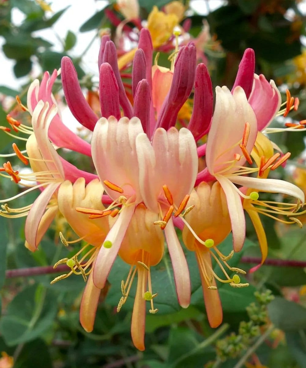 Honeysuckle 'Peaches & Cream' 2 Cofer's Home & Garden
