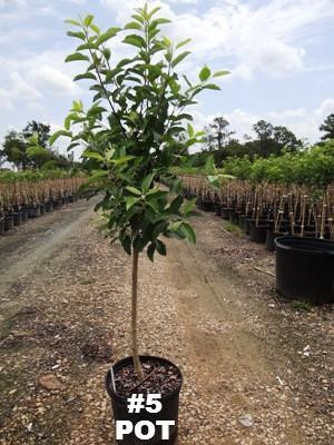 Apple 'Gala' 5 Cofer's Home & Garden