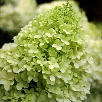 その他 hydrangea0223 Hydrangea Blossoms Sprays, Sugar Cake Flowers by Global