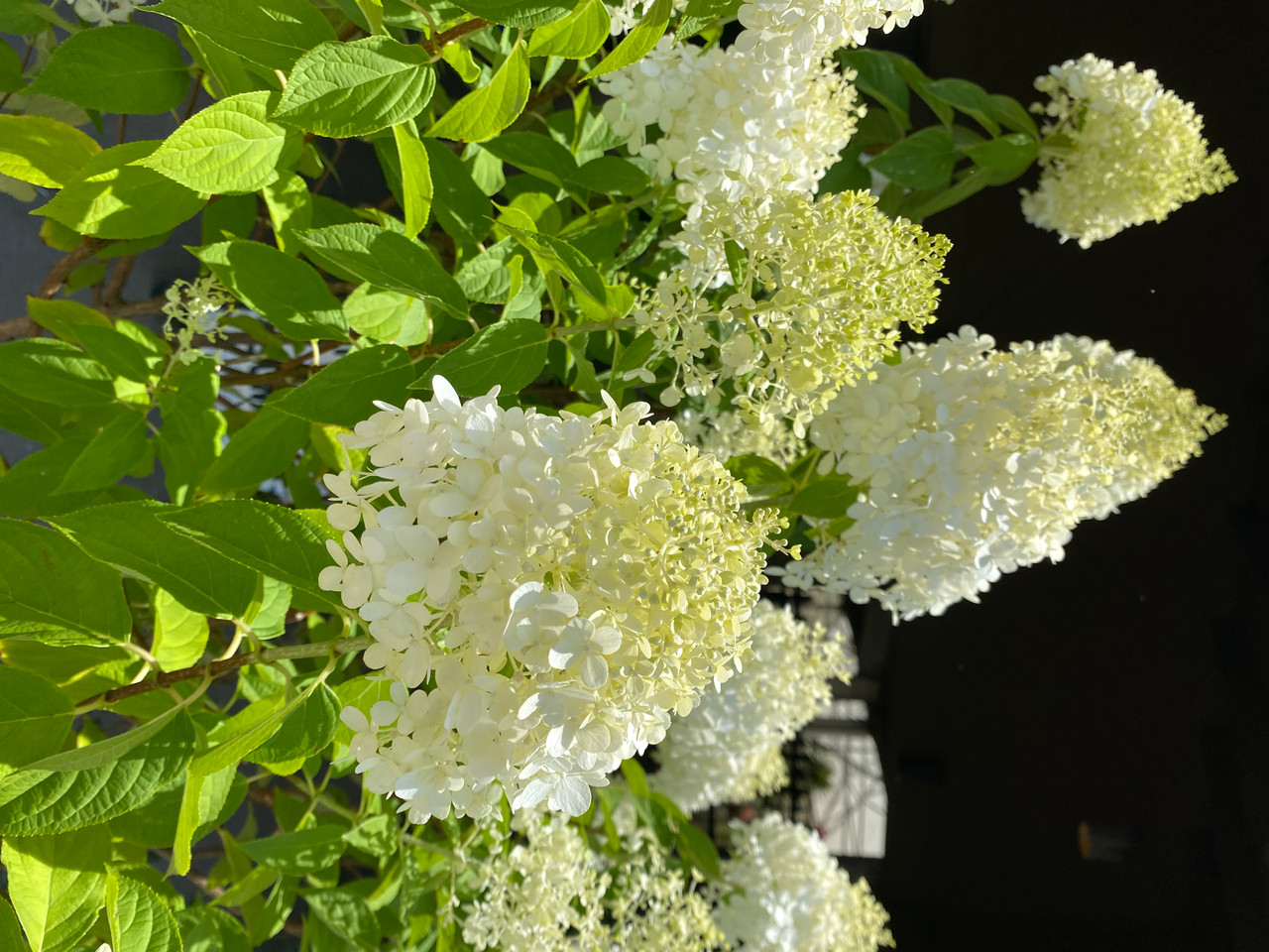 その他 hydrangea0223 Hydrangea Blossoms Sprays, Sugar Cake Flowers by Global
