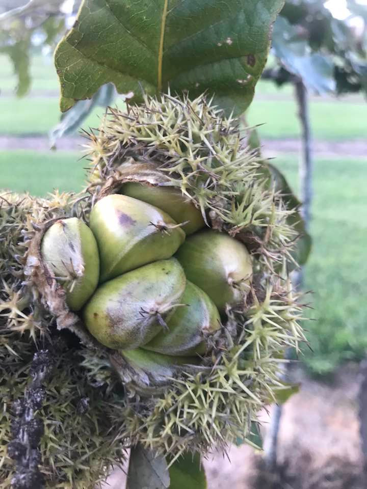 Chestnut 'Dunstan" 3 Cofer's Home & Garden