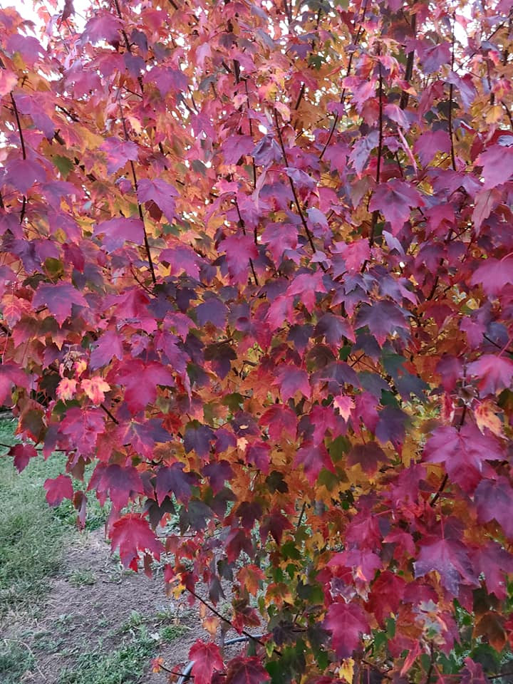 Maple 'Burgundy Belle' 5 Cofer's Home & Garden