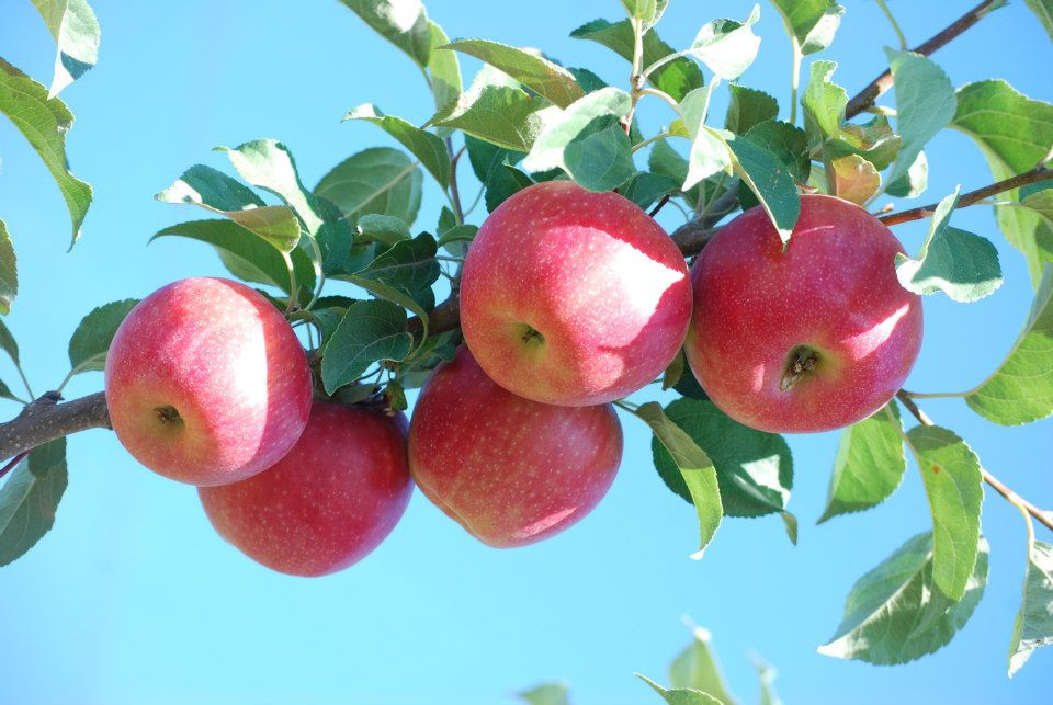 Apple HONEYCRISP 5 Cofer's Home & Garden