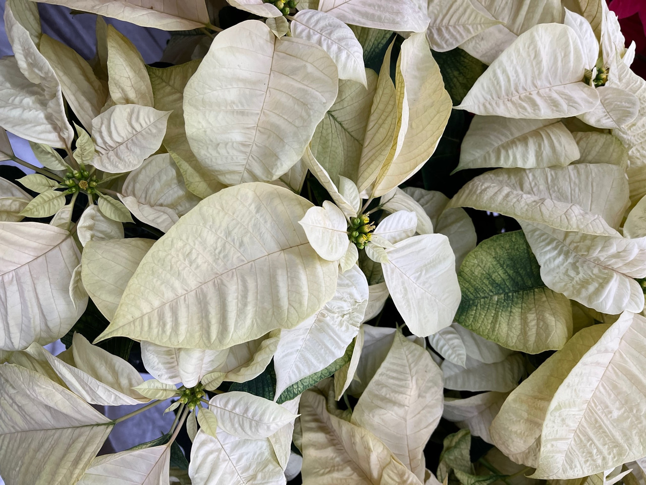 POINSETTIA 12 INCH WHITE Cofer's Home & Garden