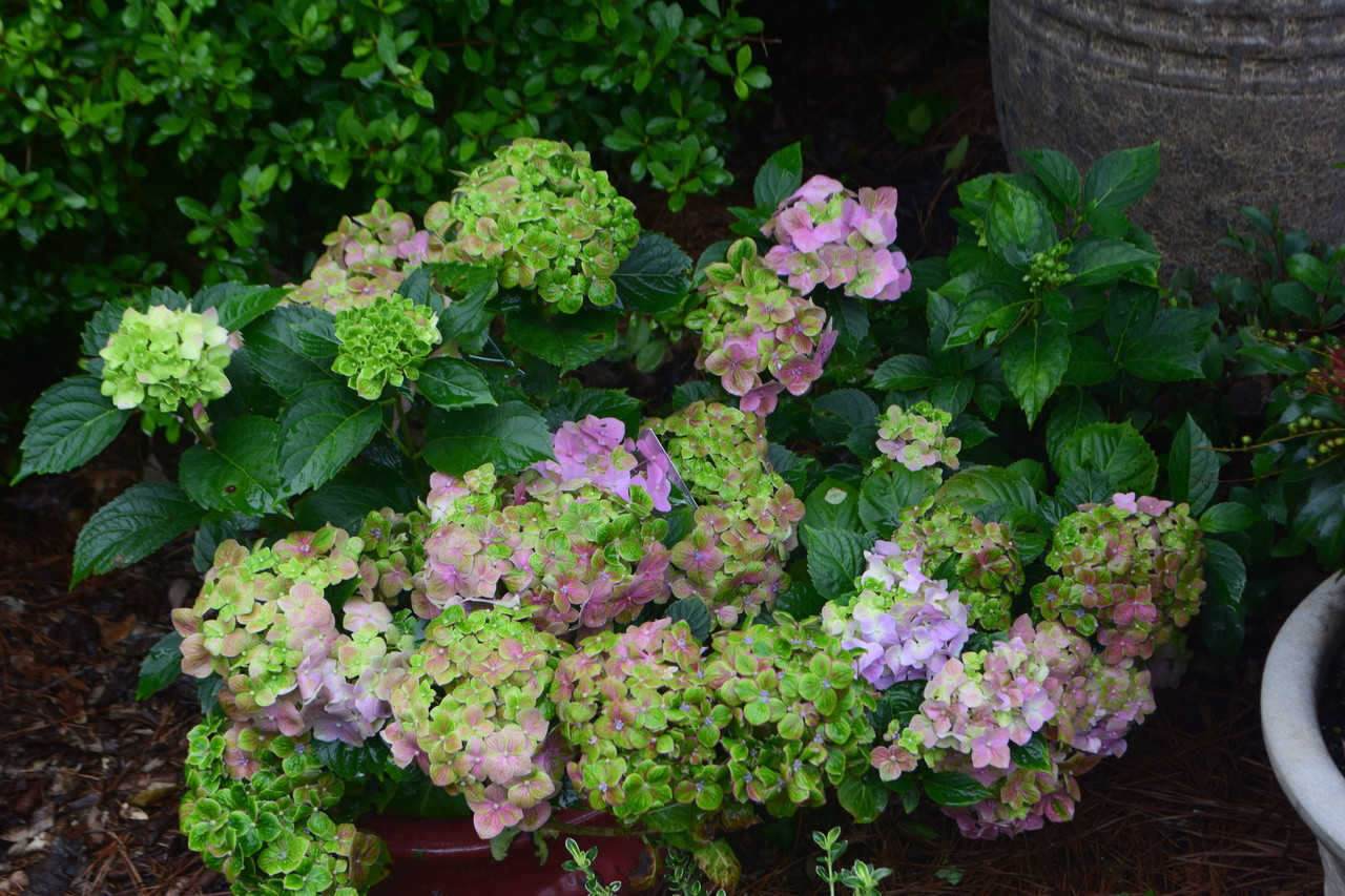 Hydrangea Froggie™ #3 - Cofer's Home & Garden