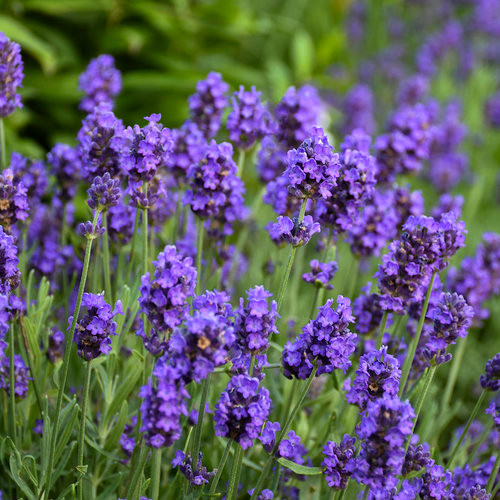 Sweet Rocker Lavender Lavender Sweet Romance®
