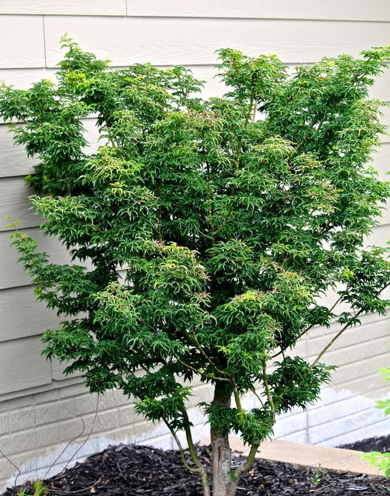 Japanese Maple 'Lions Head' #15 - Cofer's Home & Garden