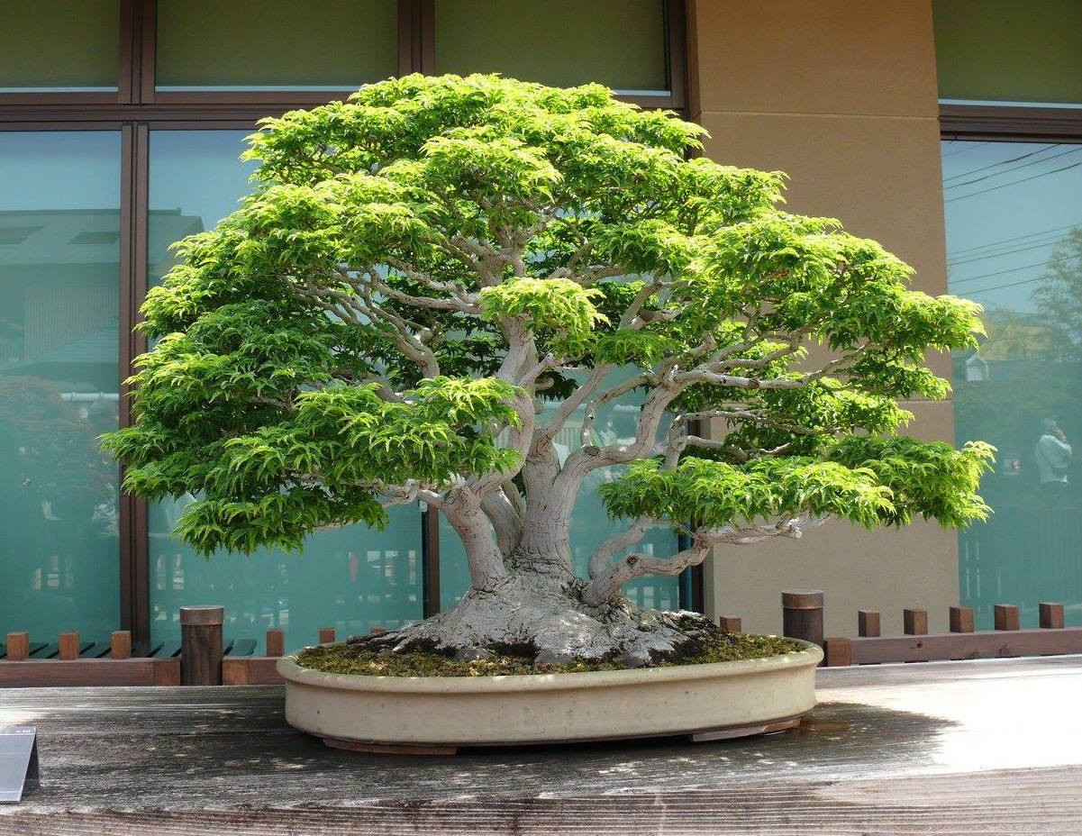 Japanese Maple 'Lions Head' #15 - Cofer's Home & Garden