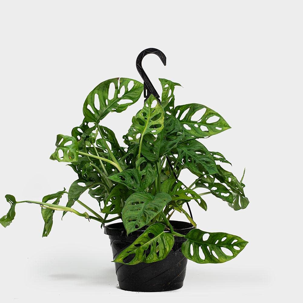 SWISS CHEESE Philodendron Hanging Basket Cofer's Home & Garden