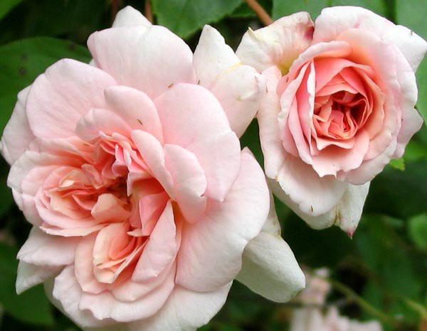 Rare Biancaneve Clim Rose! 15 semi! Pettine. S/H! VEDERE IL