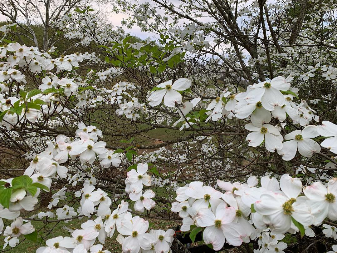 Dogwood ' APPALACHIAN SPRING' #5 - Cofer's Home & Garden