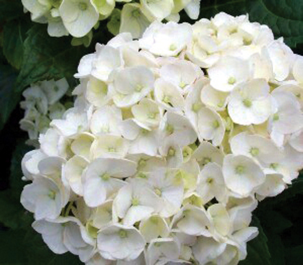 hydrangea-sister-theresa-3-cofer-s-home-garden