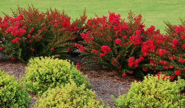 Crapemyrtle Cherry Dazzle® # 2 - Cofer's Home & Garden